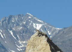 Sceloporus uniformis