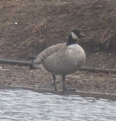 Branta hutchinsii hutchinsii