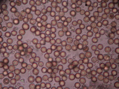 Lycoperdon dermoxanthum