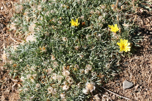 Catananche image