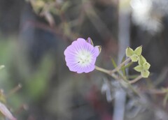Sidalcea hartwegii