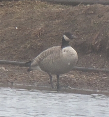 Branta hutchinsii hutchinsii