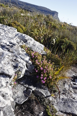 Lampranthus falciformis