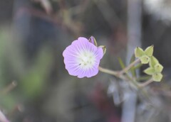 Sidalcea hartwegii