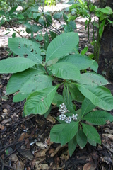 Psychotria vogeliana