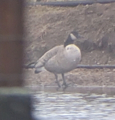 Branta hutchinsii hutchinsii