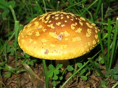 Amanita flavorubens