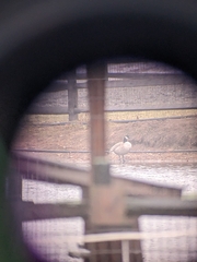 Branta hutchinsii hutchinsii