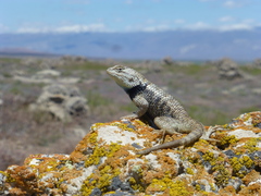 Sceloporus uniformis