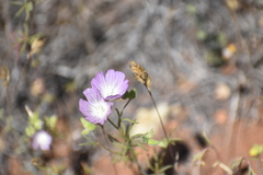 Sidalcea hartwegii