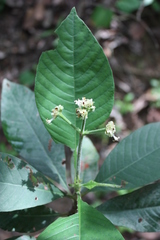 Psychotria vogeliana