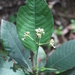 Psychotria vogeliana - Photo (c) Marco Schmidt, some rights reserved (CC BY-NC-SA), uploaded by Marco Schmidt