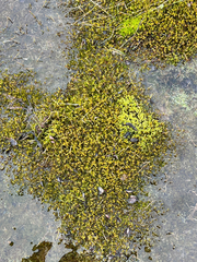 Crassula helmsii