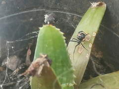Latrodectus mirabilis