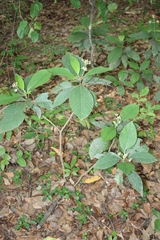 Psychotria vogeliana