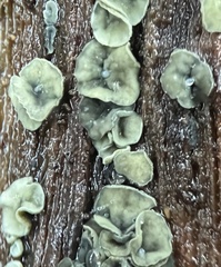 Chlorosplenium chlora