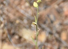 Streptanthus polygaloides