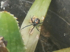 Latrodectus mirabilis