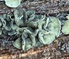 Chlorosplenium chlora