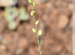 Streptanthus polygaloides