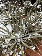 Yucca baccata