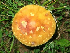 Amanita flavorubens