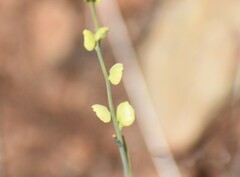 Streptanthus polygaloides
