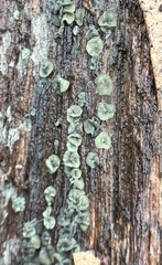 Chlorosplenium chlora