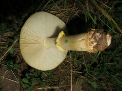Amanita flavorubens