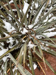 Yucca baccata