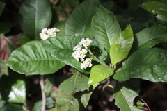Psychotria vogeliana