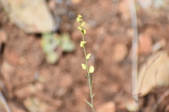 Streptanthus polygaloides