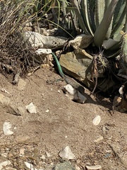 Cnemidophorus arubensis