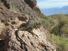 Sceloporus uniformis