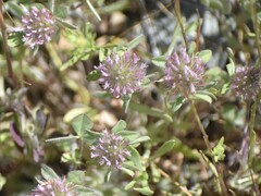 Trifolium hirtum
