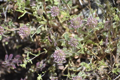 Trifolium hirtum