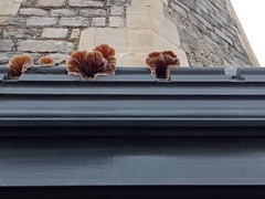 Auricularia mesenterica