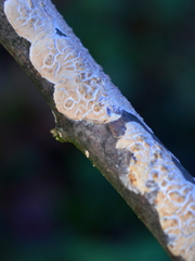 Peniophora incarnata