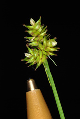 Carex cephalophora