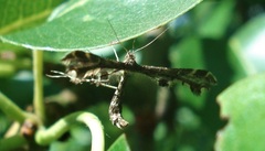 Capperia trichodactyla