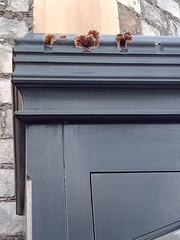 Auricularia mesenterica