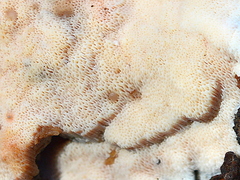 Skeletocutis amorpha