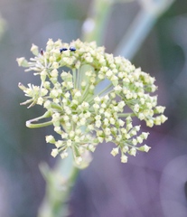Glia prolifera