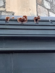 Auricularia mesenterica