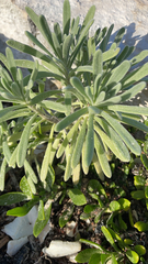 Tournefortia gnaphalodes