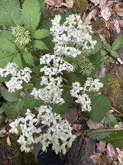 Sambucus gaudichaudiana