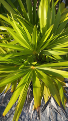 Thrinax radiata