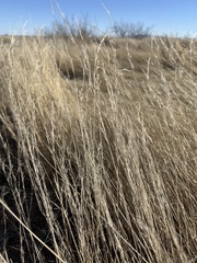 Aristida adscensionis