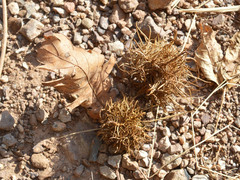 Andricus caputmedusae