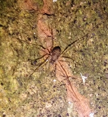 Dicranopalpus larvatus